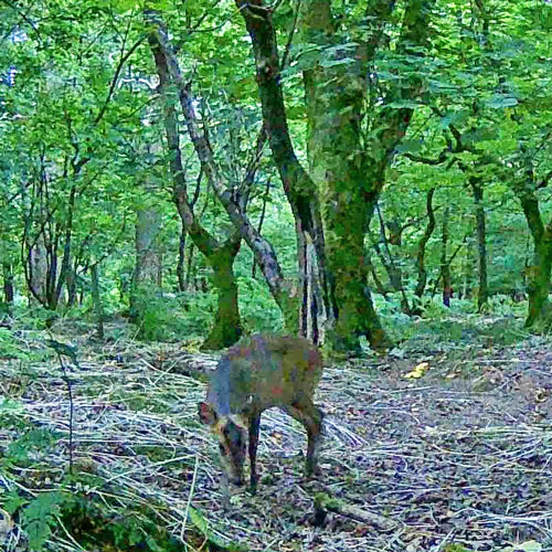 muntjac deer