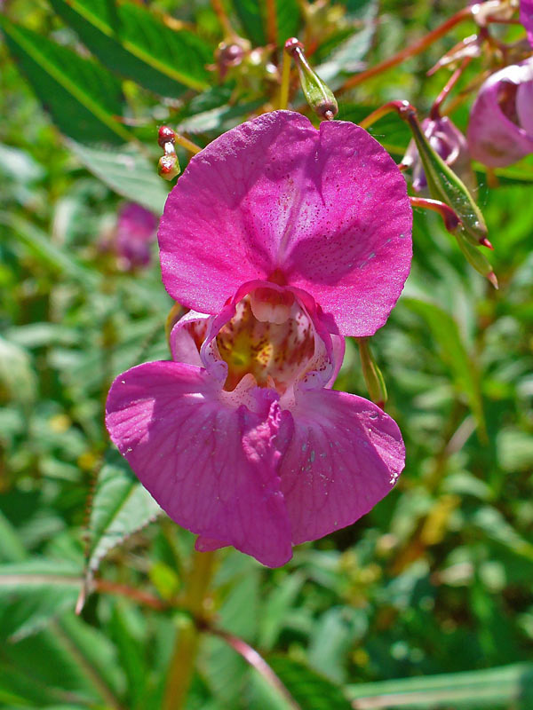 balsam flower