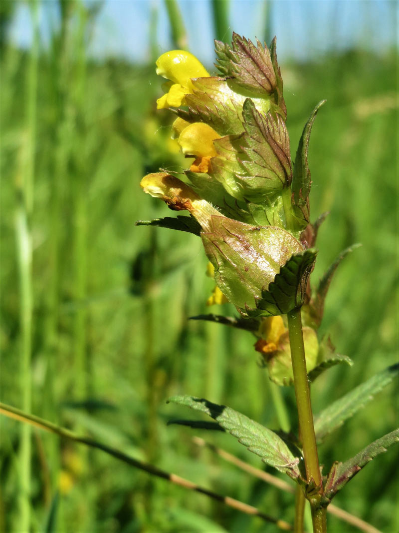 yellow rattle