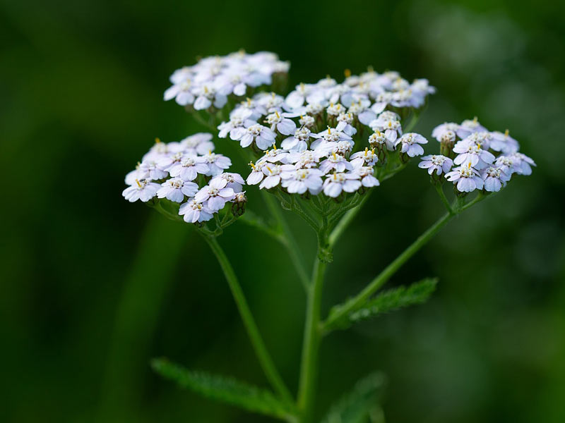 yarrow