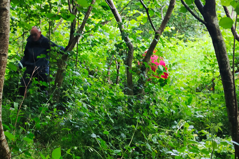 pulling balsam