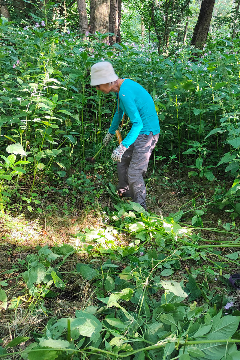 balsam bashing