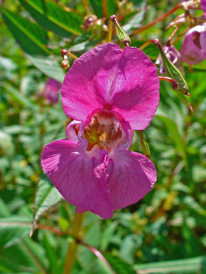 balsam flower