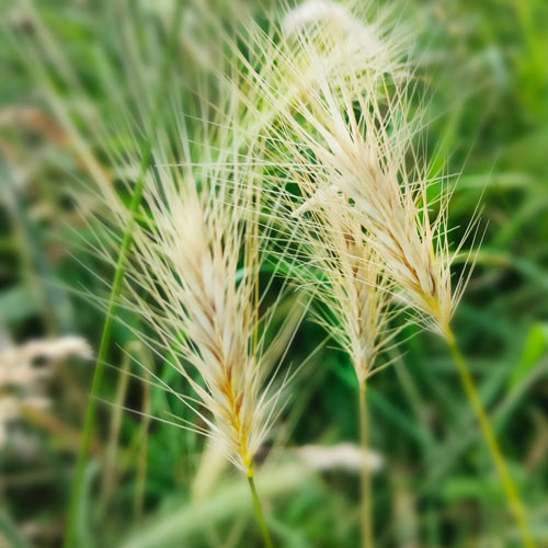 barley heads