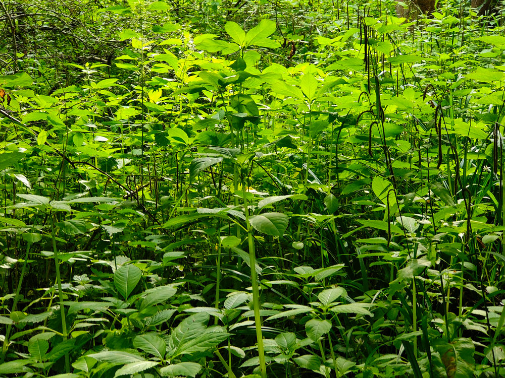 stand of balsam