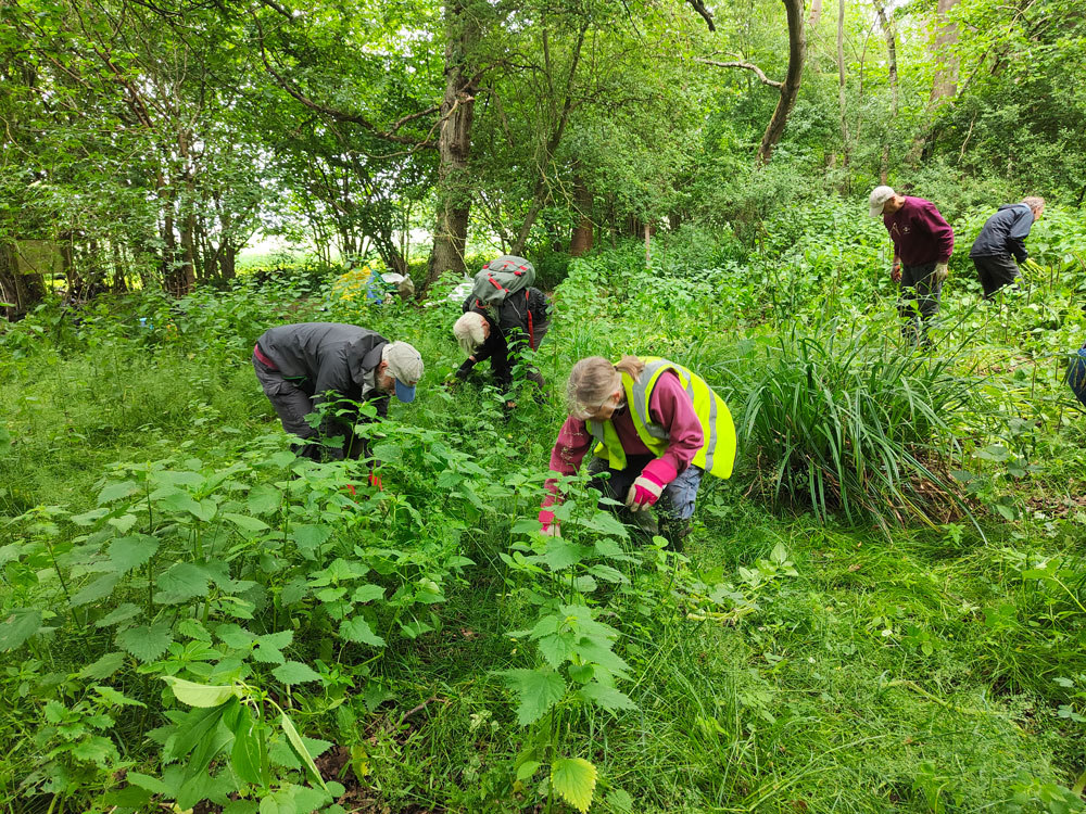 balsam pulling
