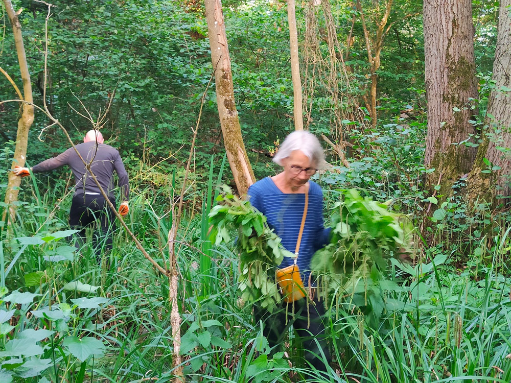 balsam pulling