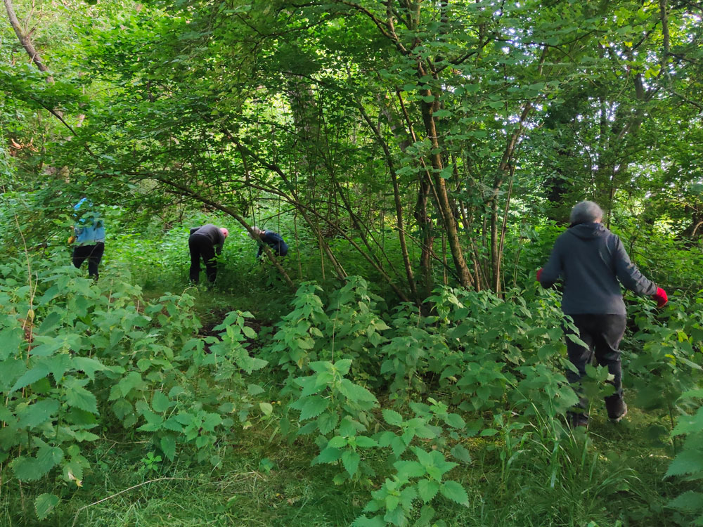 balsam pulling