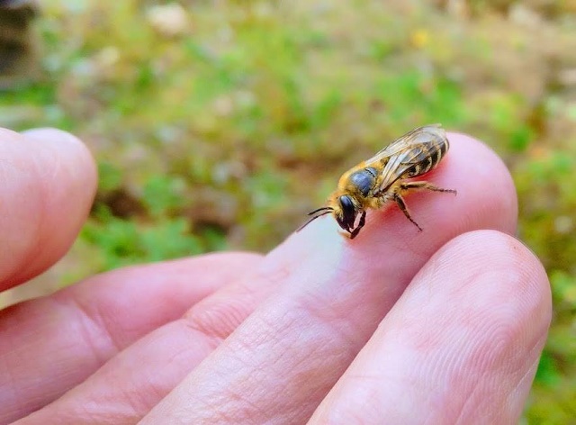 ivy bee on a hand