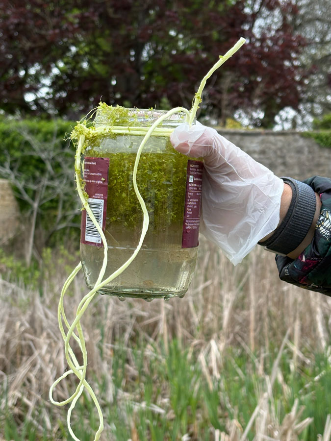 pond sample