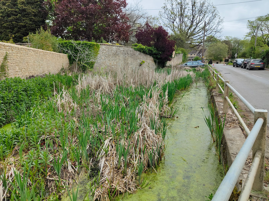 the pond