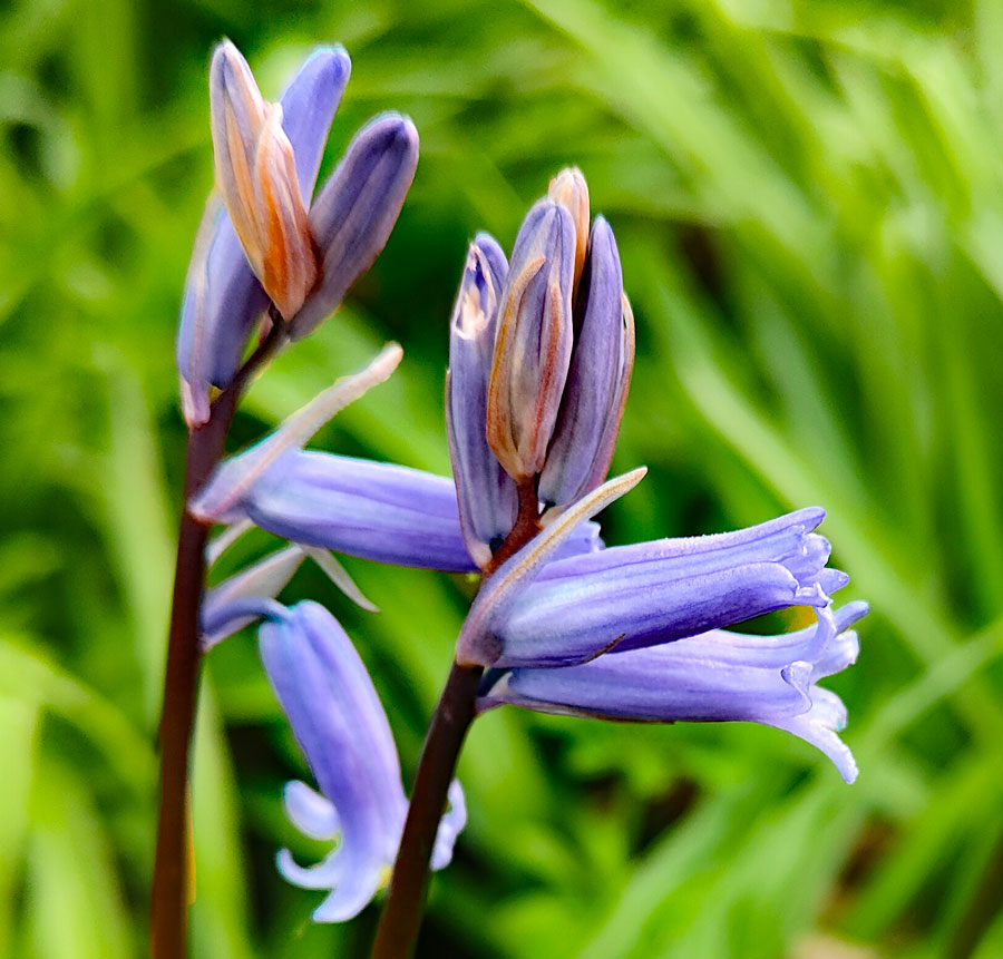 First bluebell