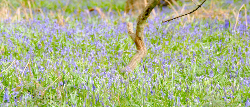 bluebells