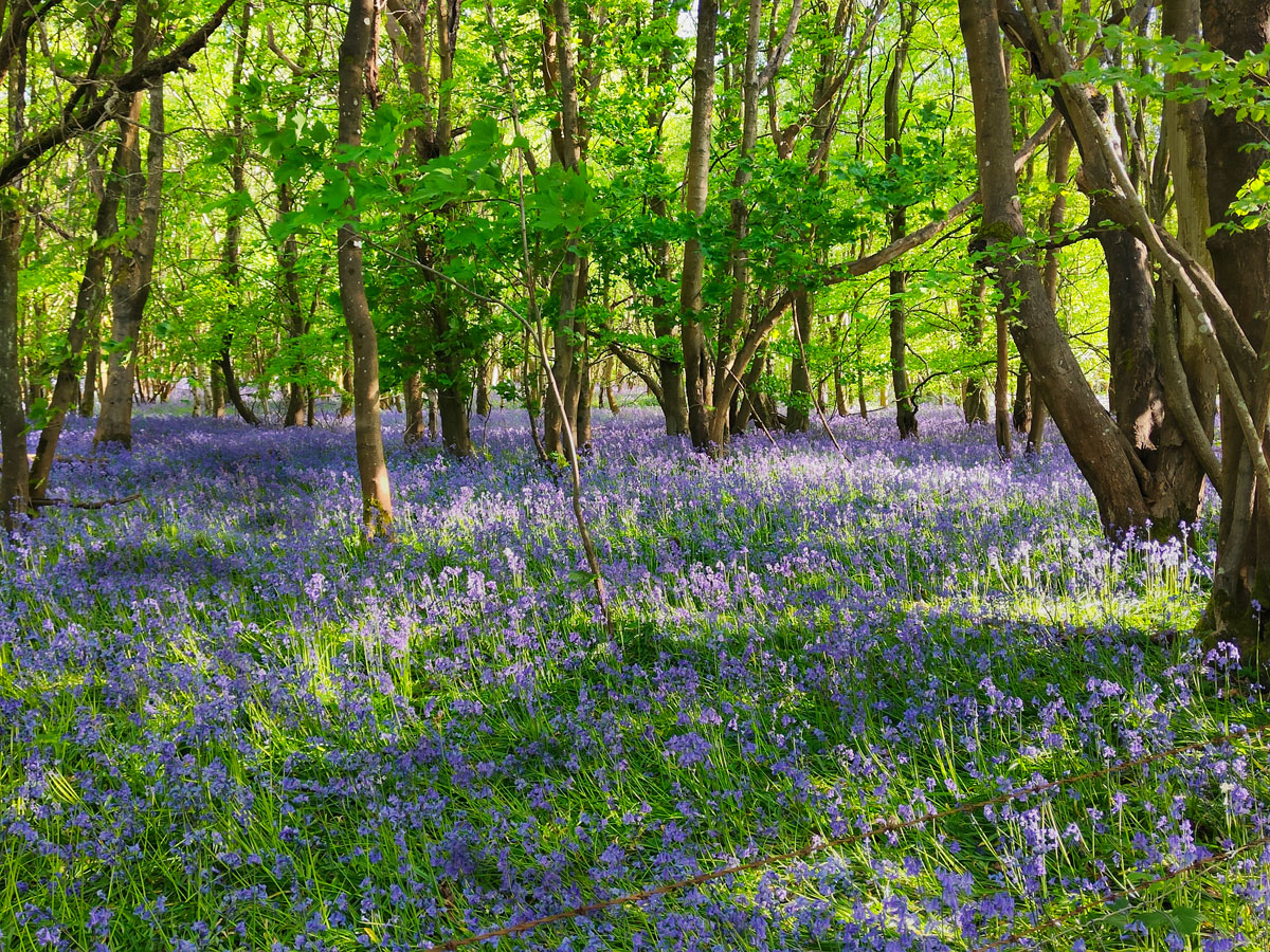 bluebells