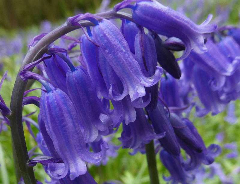 bluebells