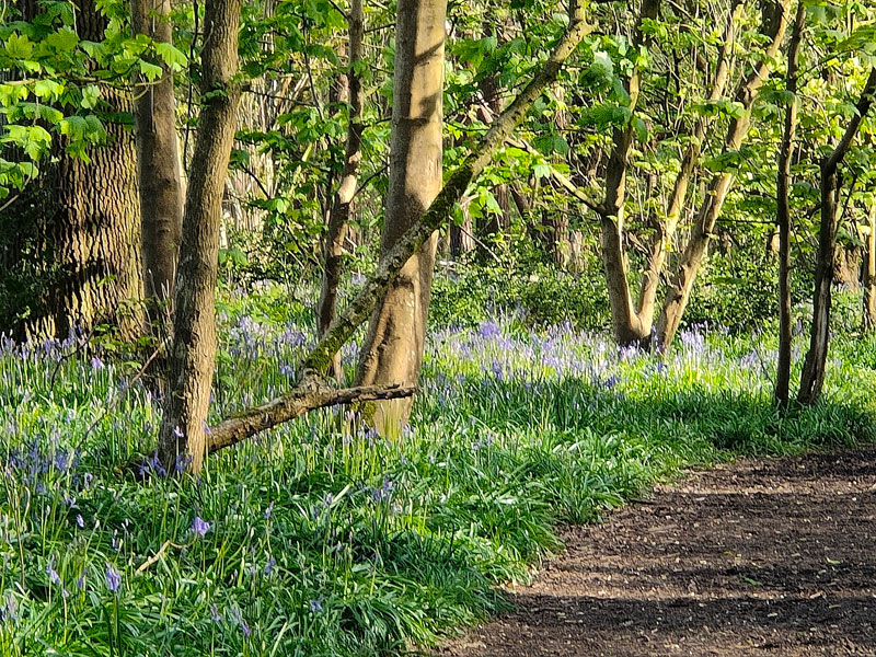 bluebells