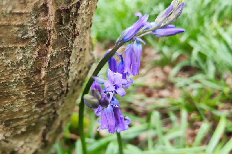 bluebells