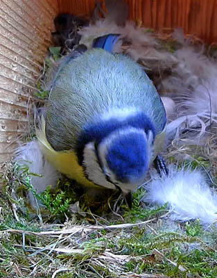 blue tit on the nest