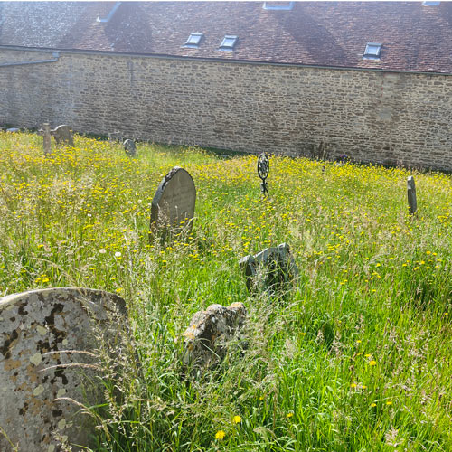 hawkbit growing in the churchyard