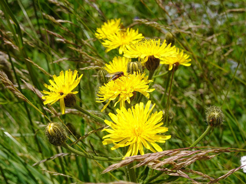 hawksbeard