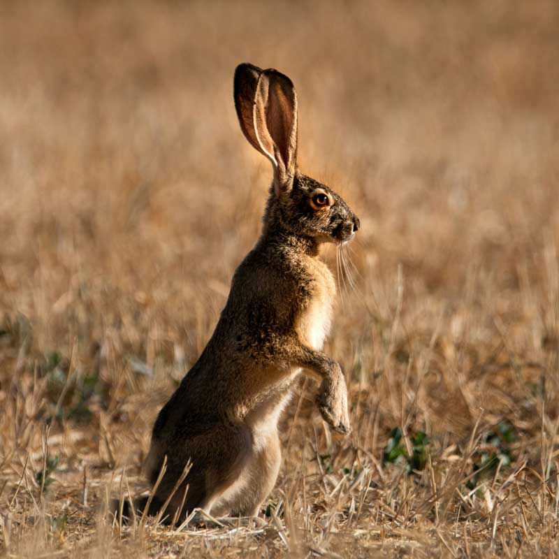 hare