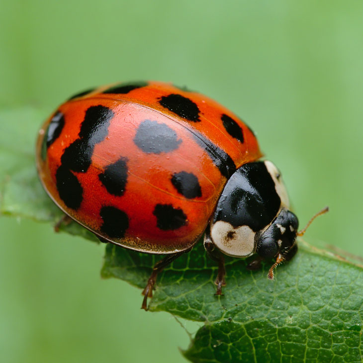 harlequin ladybird
