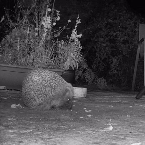 hedgehog at night