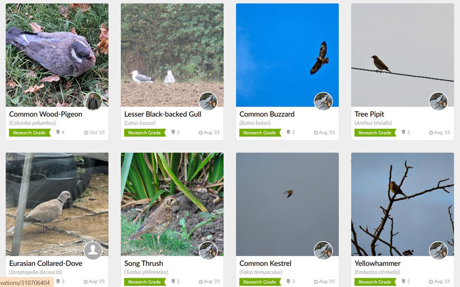 recent observations of birds