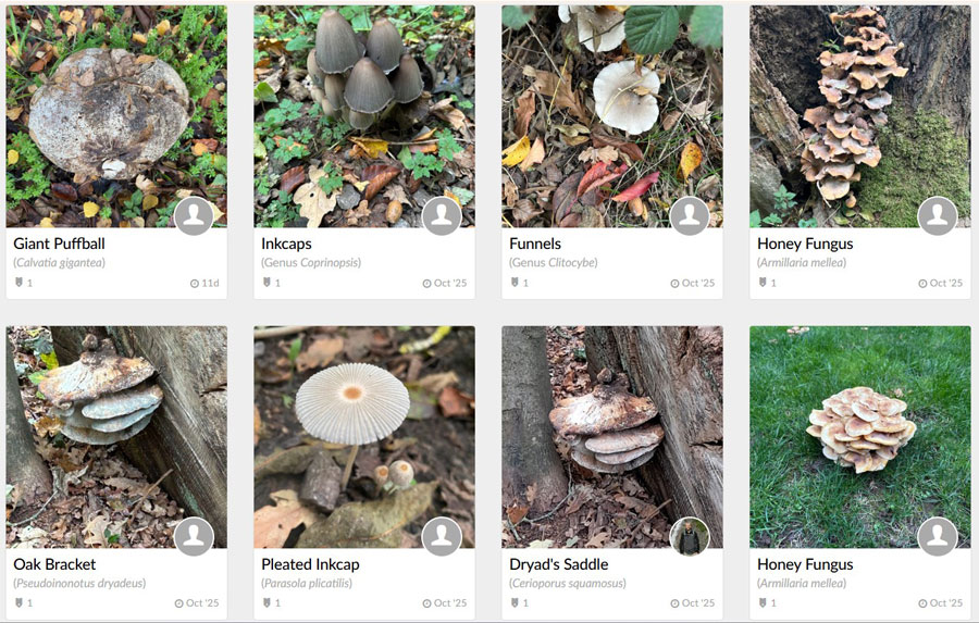 recent fungi observations