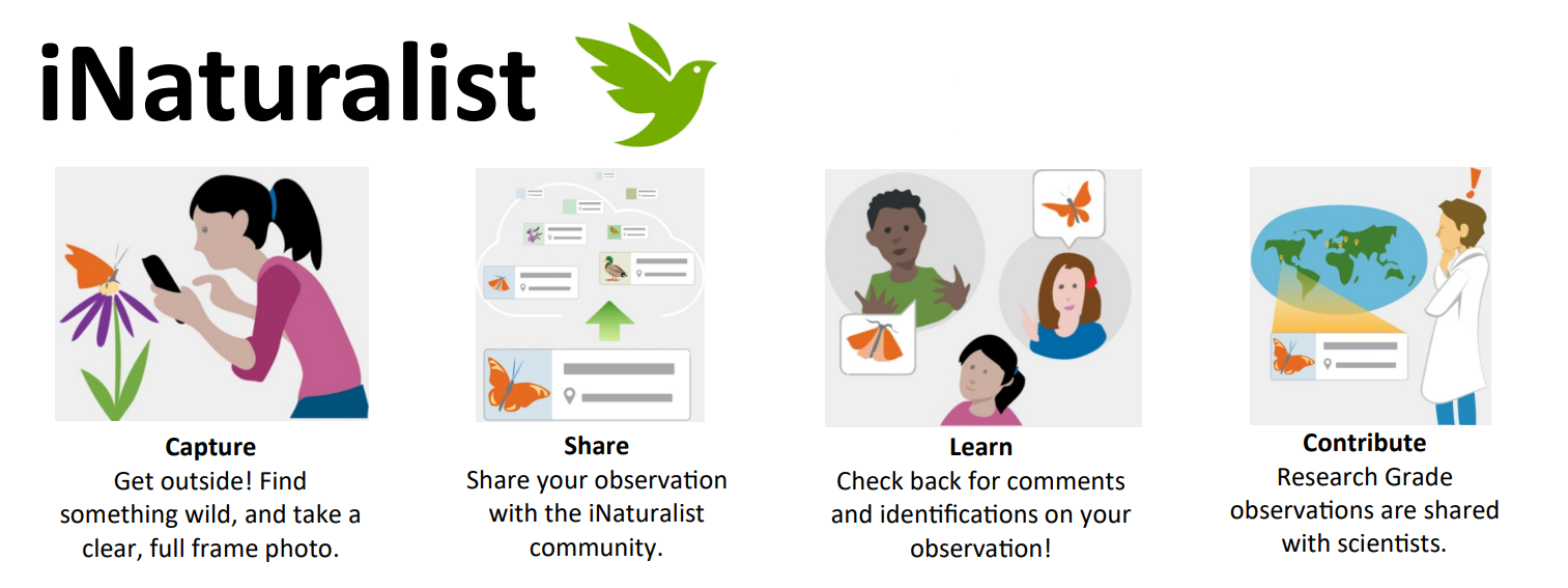 What iNaturalist is all about