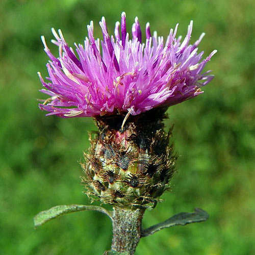 knapweed