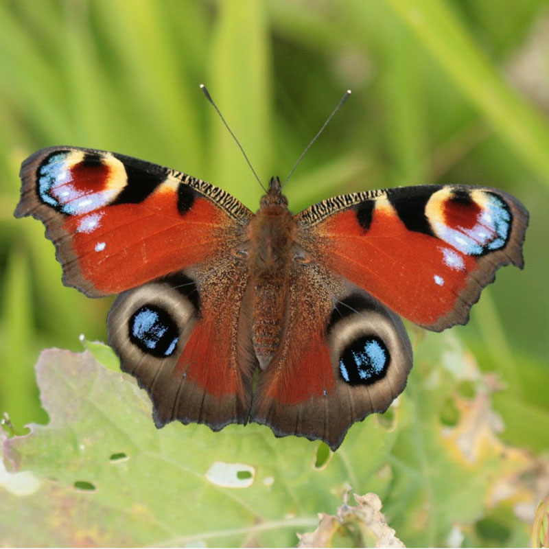 peacock butterfly