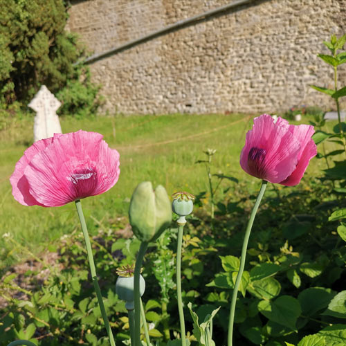 poppies by wall