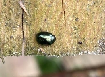 willow leaf beetle